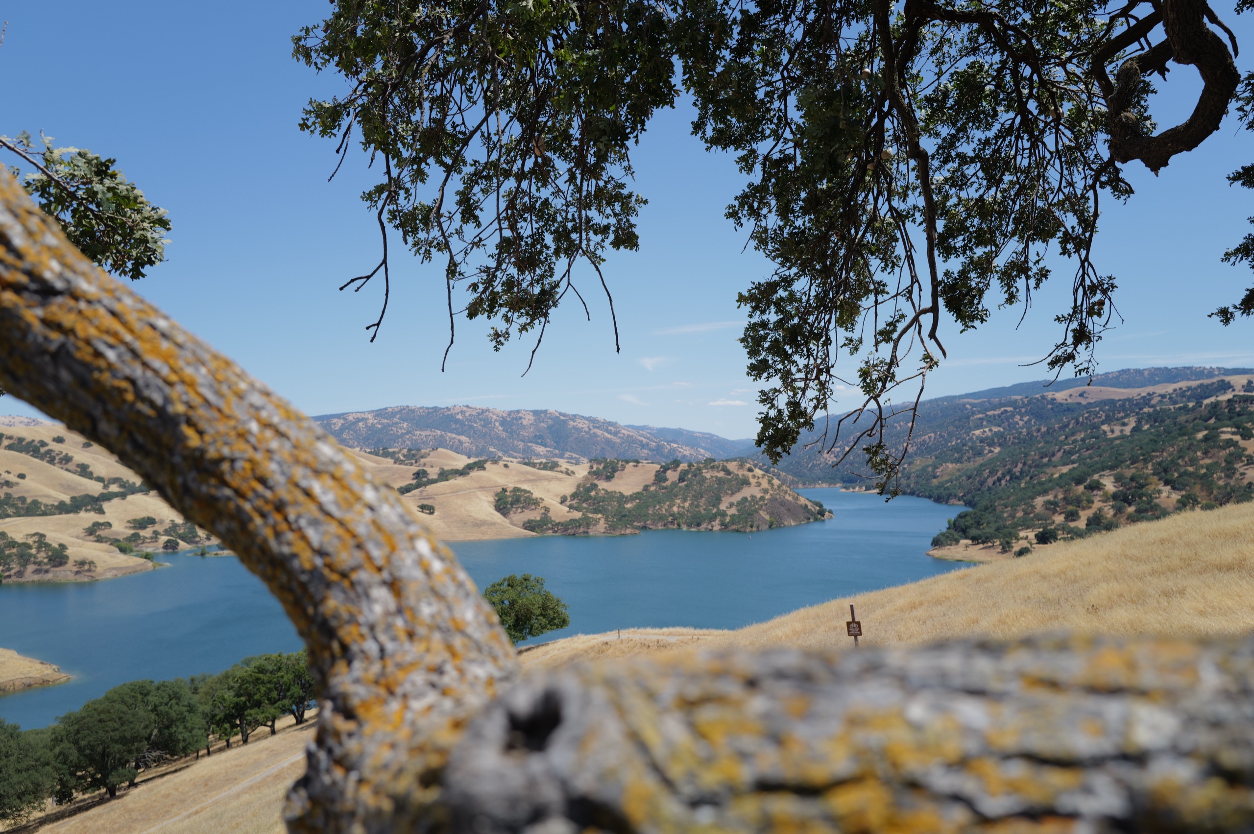 一根布满地衣的橡树枝把 Del Valle 湖的蓝水与四周加州夏季金色山丘框住