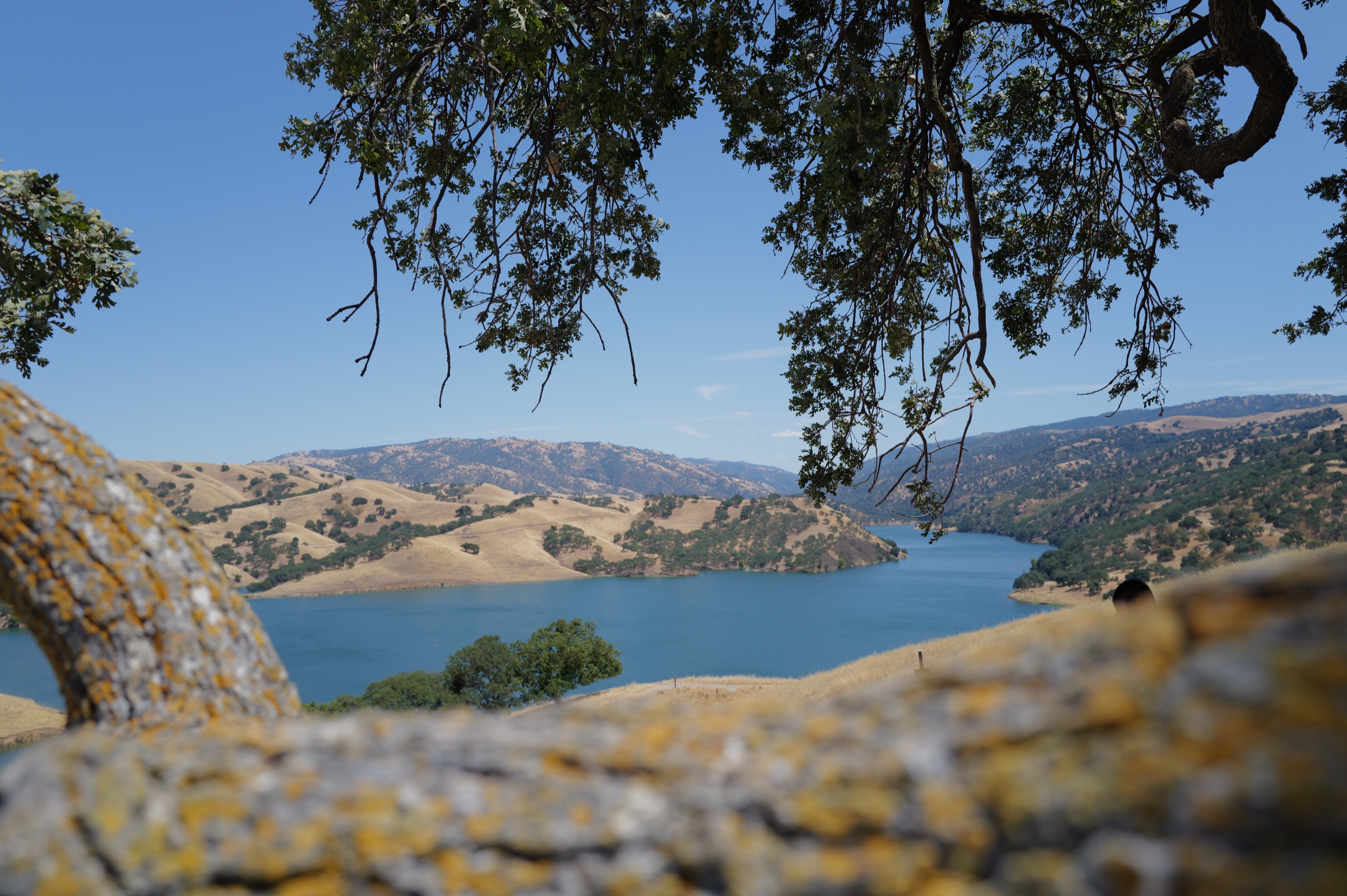 A solo oak tree on a dry summer hillside, with more oaks scattered on the slope and a dirt road in the foreground