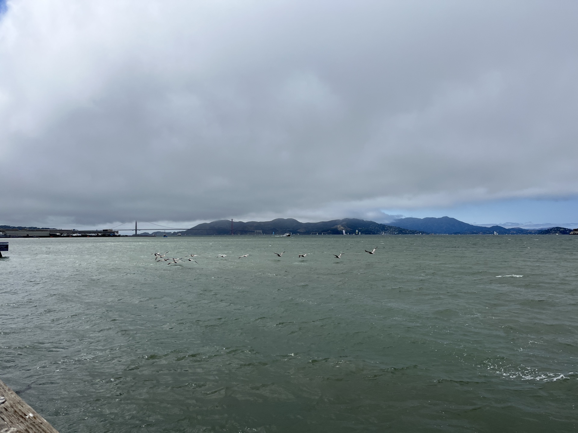 旧金山湾水面,海鸥成群飞翔,远处金门大桥隐现于薄雾中