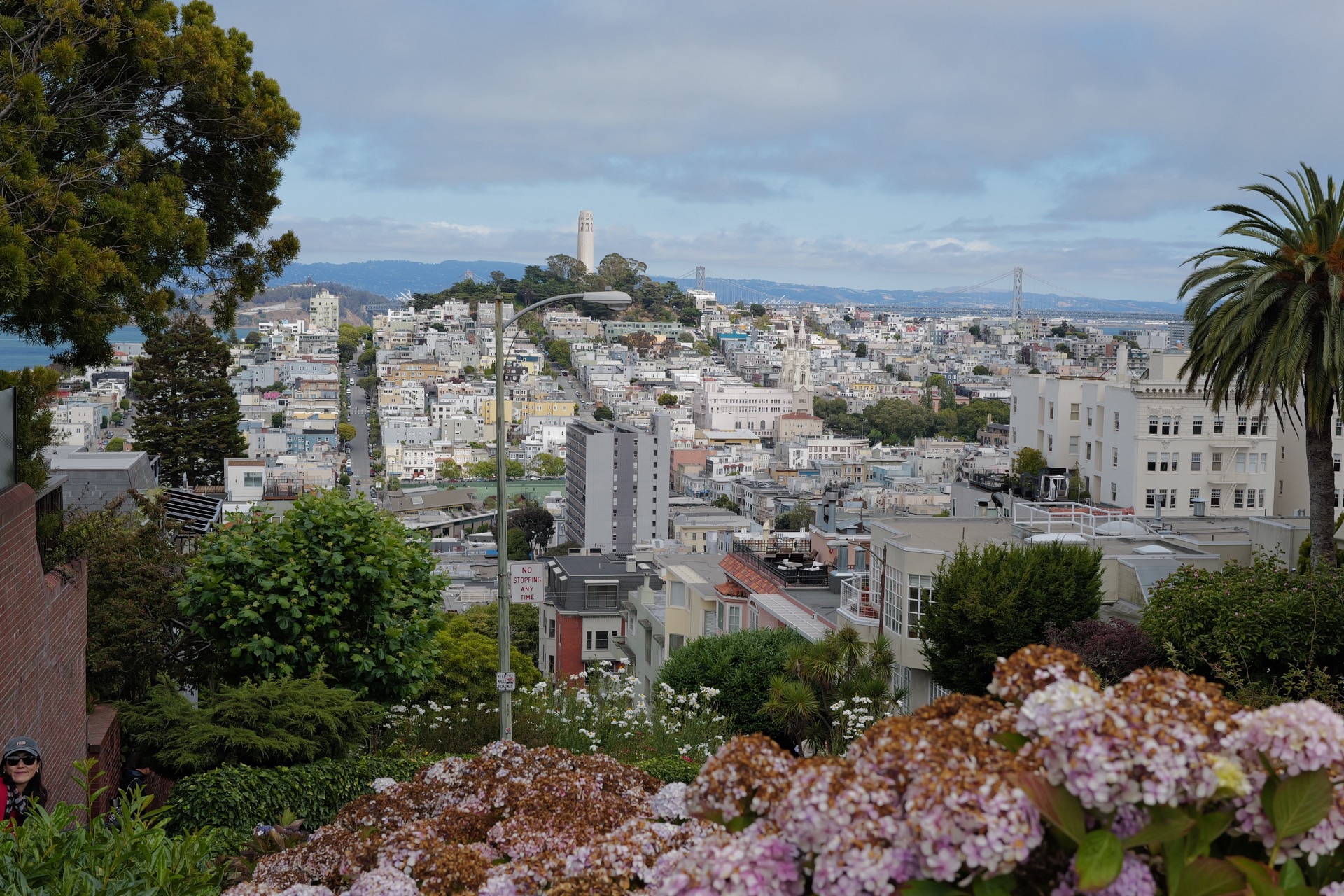 Lombard Street in bloom β pink hydrangeas line the famous crooked road as San Francisco's skyline and the bay stretch out behind
