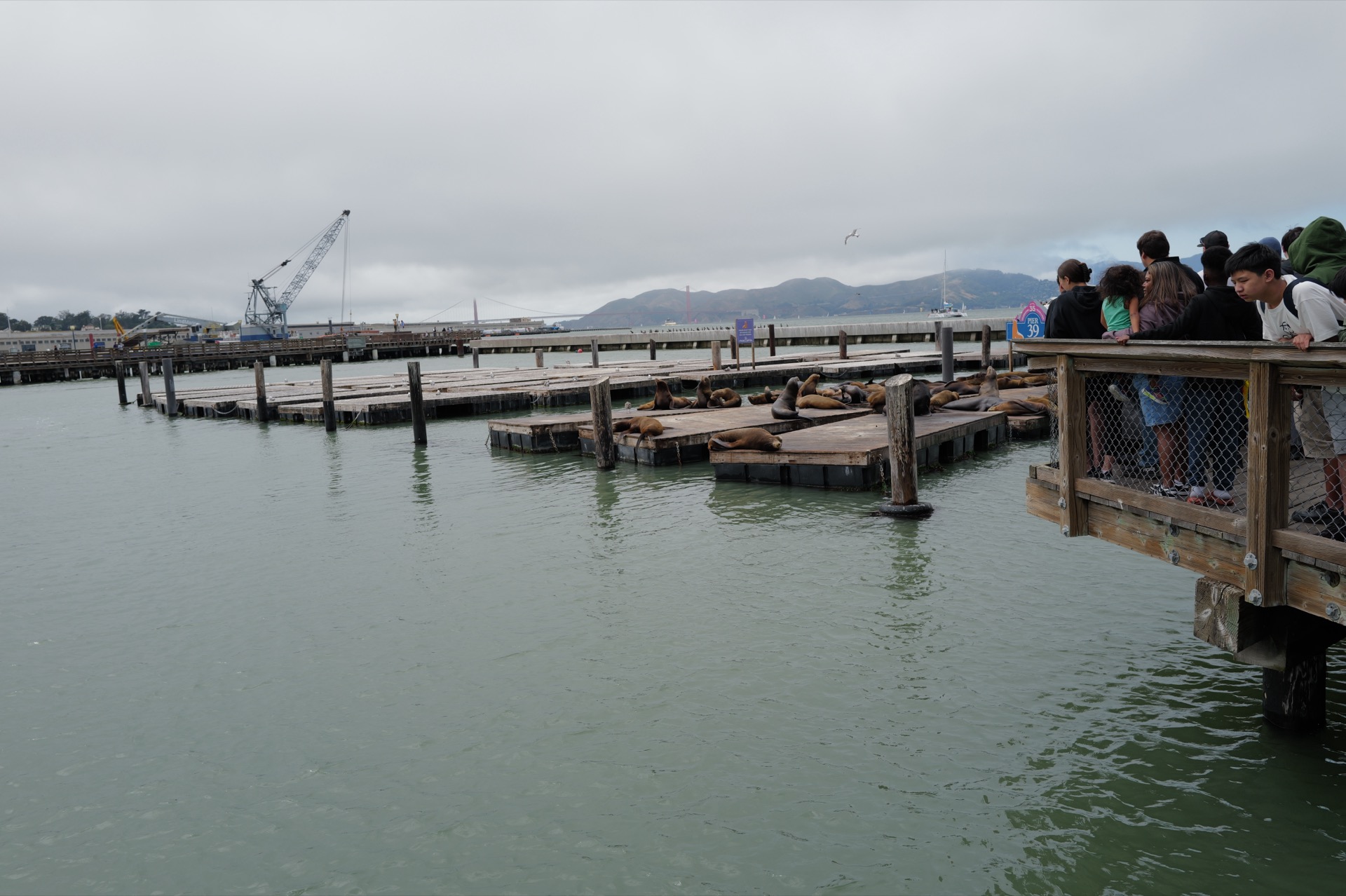 Pier 39浮动码头上挤满了加州海狮,游客在栏杆后面观看